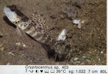 Cryptocentrus sp